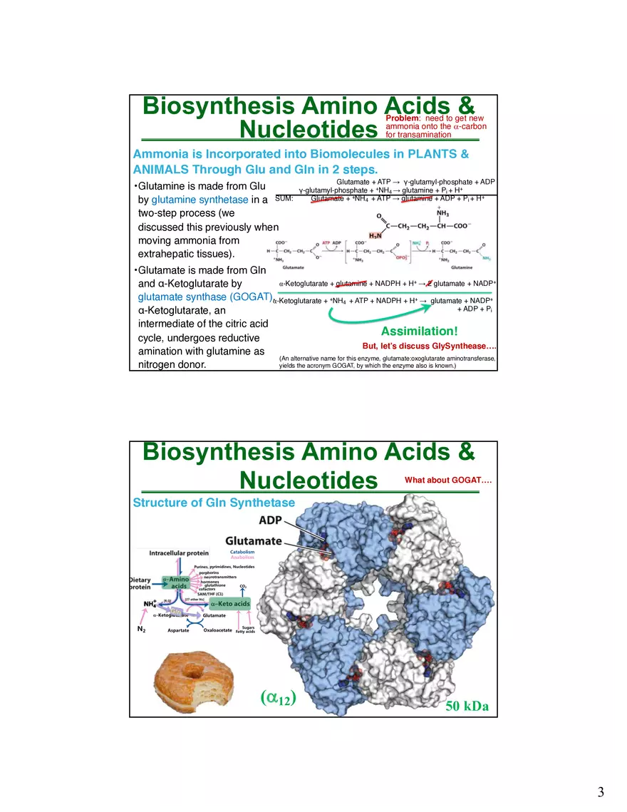 Anabolism III - Biosynthesis Amino Acids and Nucleotides - Page 4