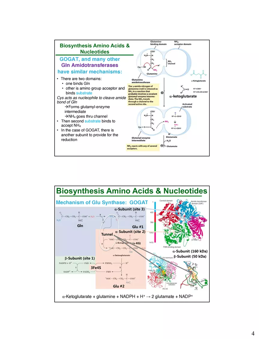 Anabolism III - Biosynthesis Amino Acids and Nucleotides - Page 5