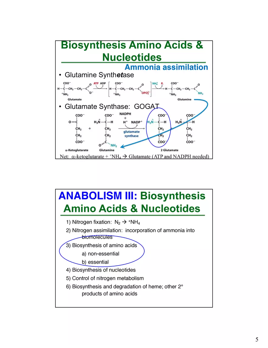 Anabolism III - Biosynthesis Amino Acids and Nucleotides - Page 6