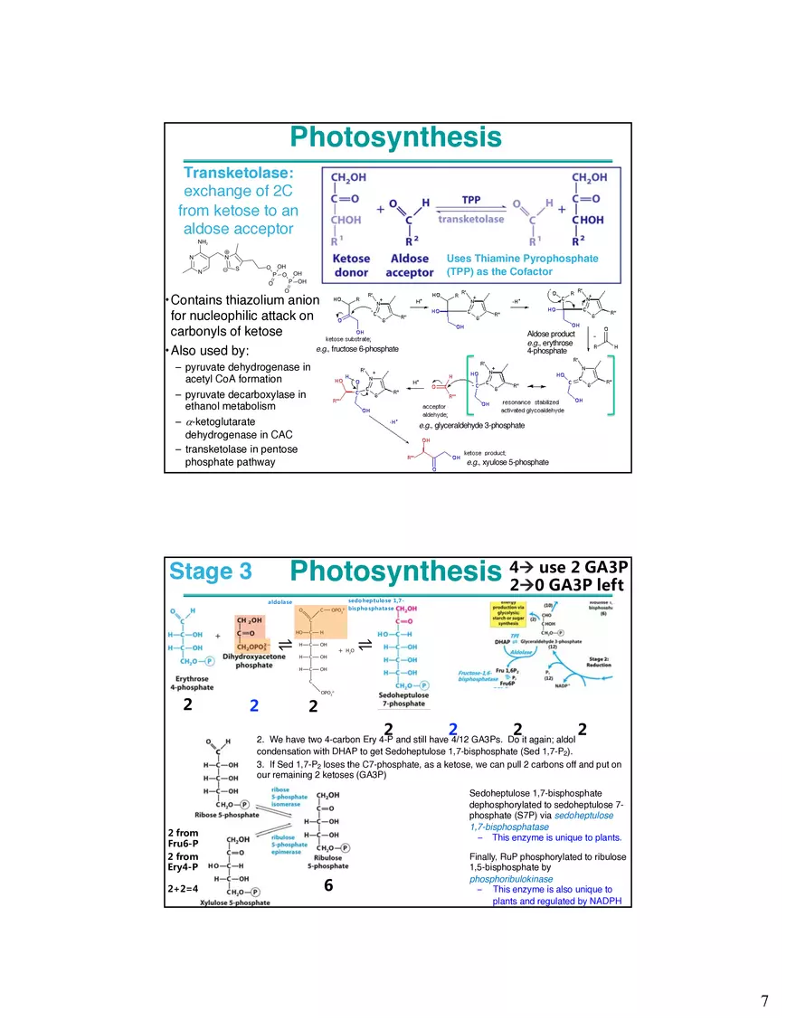 Photosynthesis Carbon Assimilation - Calvin Cycle - Page 7