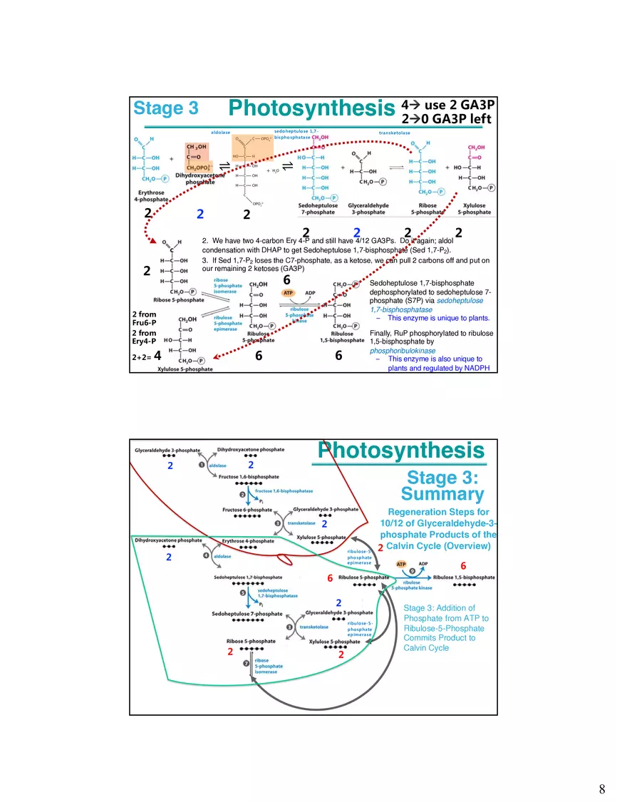 Photosynthesis Carbon Assimilation - Calvin Cycle - Page 8