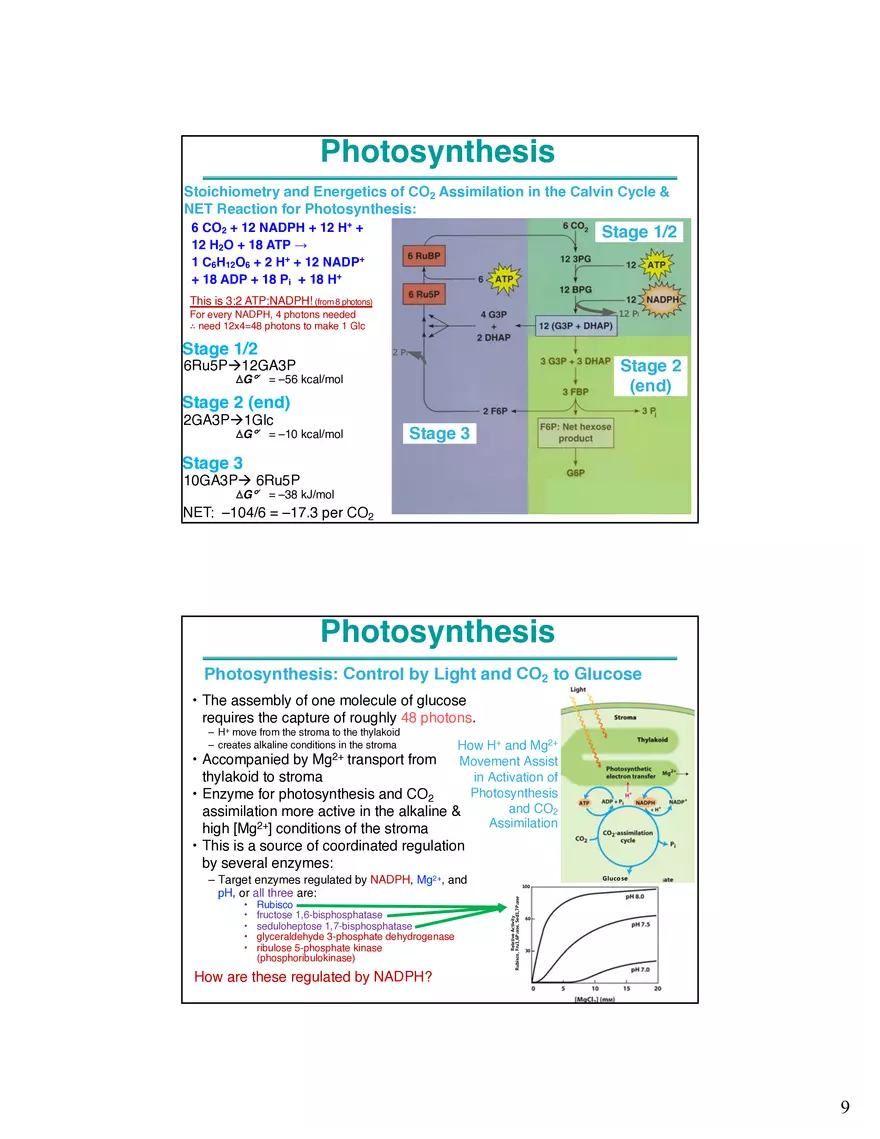 Photosynthesis Carbon Assimilation - Calvin Cycle - Page 9
