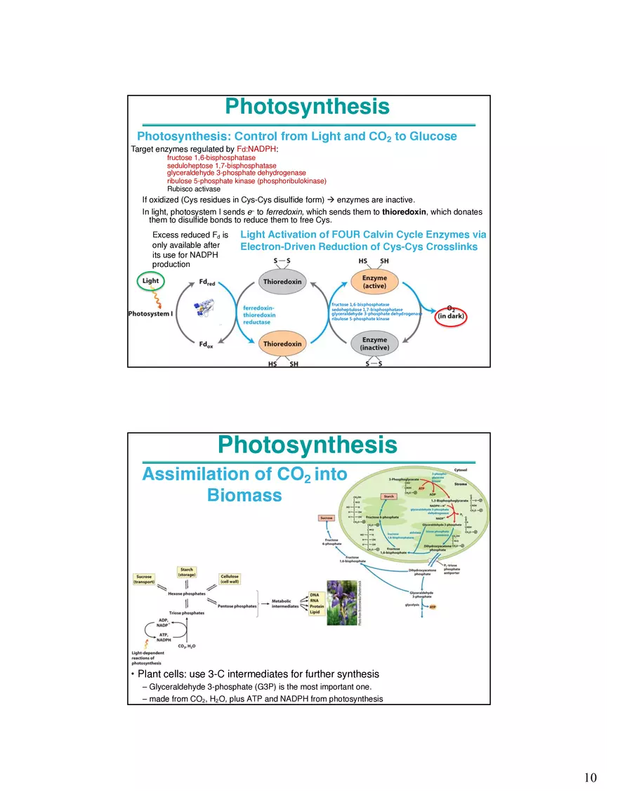Photosynthesis Carbon Assimilation - Calvin Cycle - Page 10