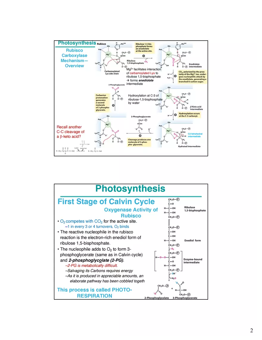 Photosynthesis Carbon Assimilation - Calvin Cycle - Page 2