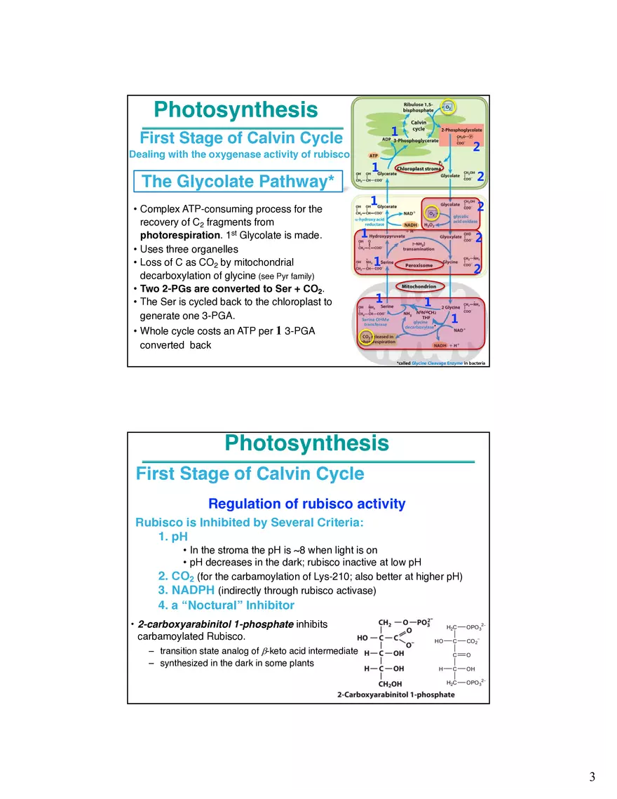 Photosynthesis Carbon Assimilation - Calvin Cycle - Page 3