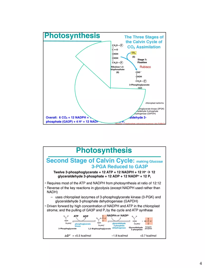 Photosynthesis Carbon Assimilation - Calvin Cycle - Page 4
