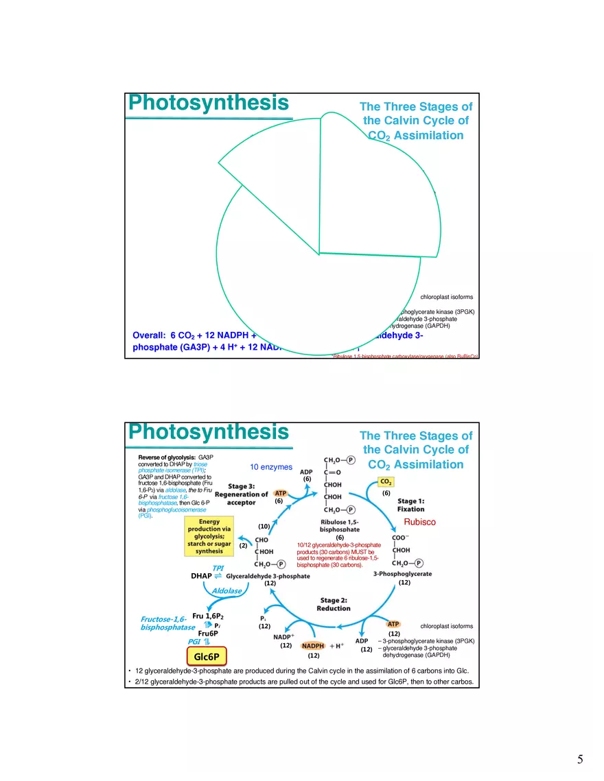 Photosynthesis Carbon Assimilation - Calvin Cycle - Page 5