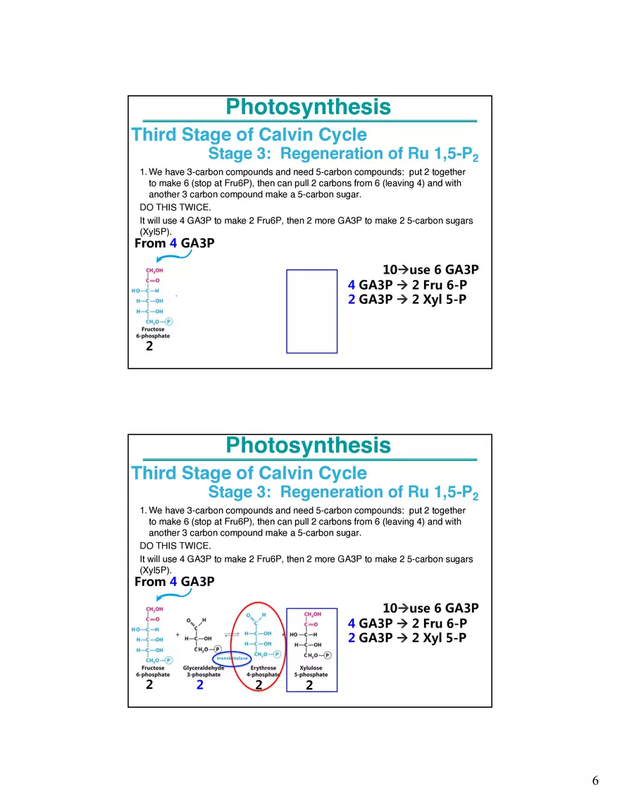 Photosynthesis Carbon Assimilation - Calvin Cycle - Page 6