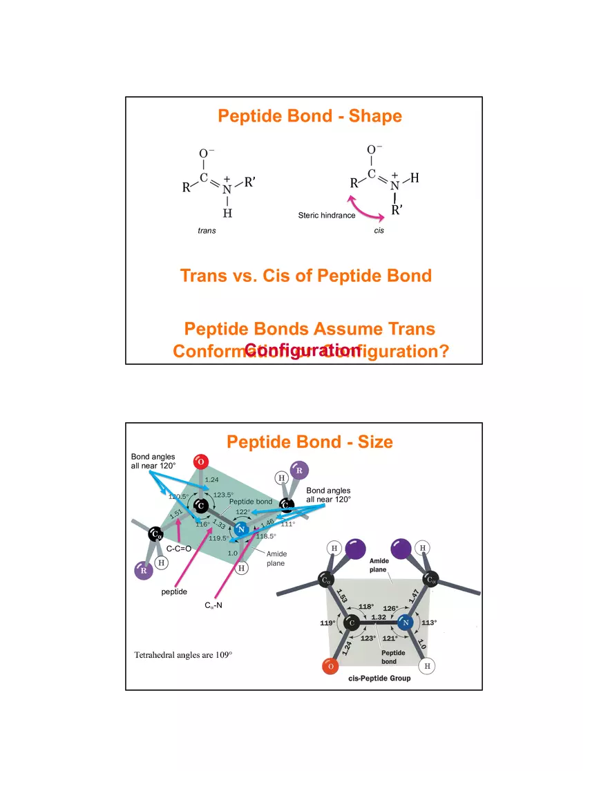 4 Levels of Protein Structure Lecture - Page 8