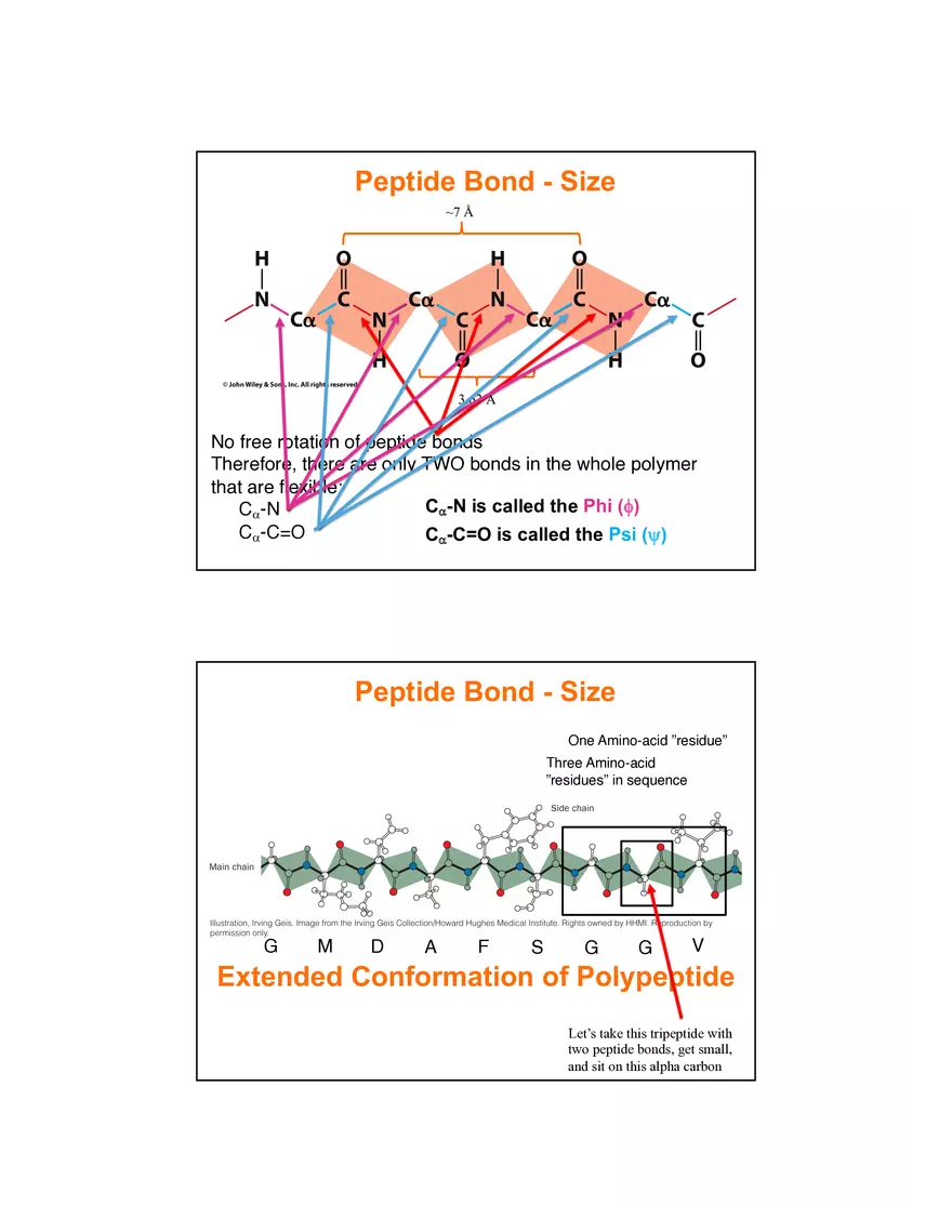 4 Levels of Protein Structure Lecture - Page 9