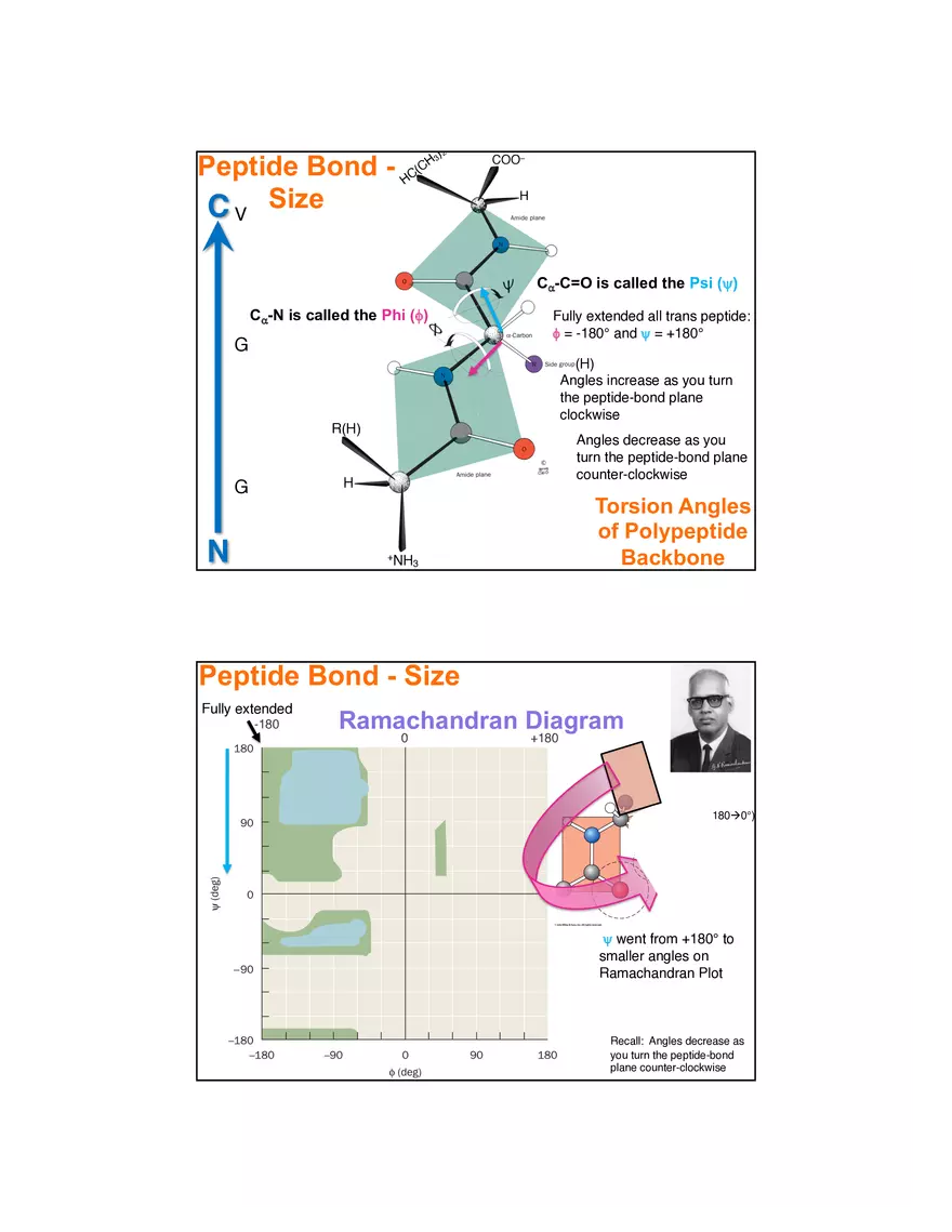 4 Levels of Protein Structure Lecture - Page 10