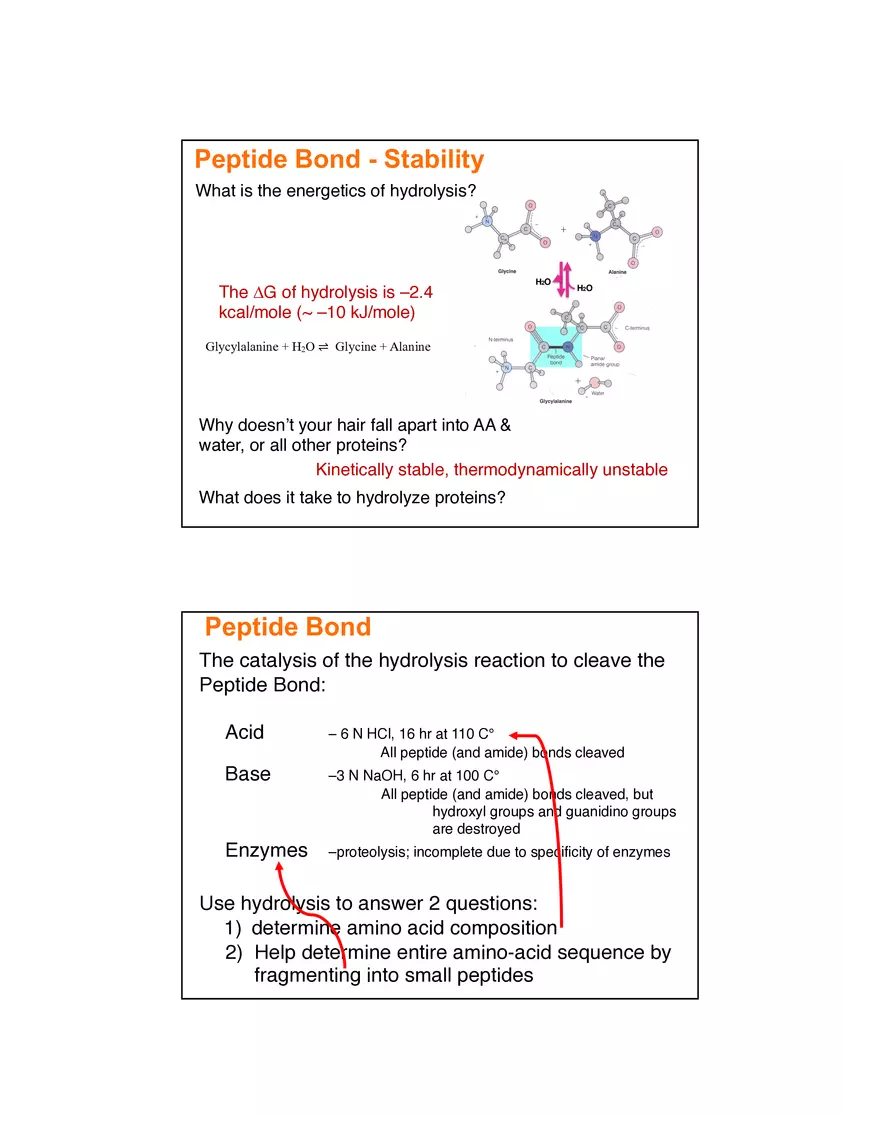 4 Levels of Protein Structure Lecture - Page 13