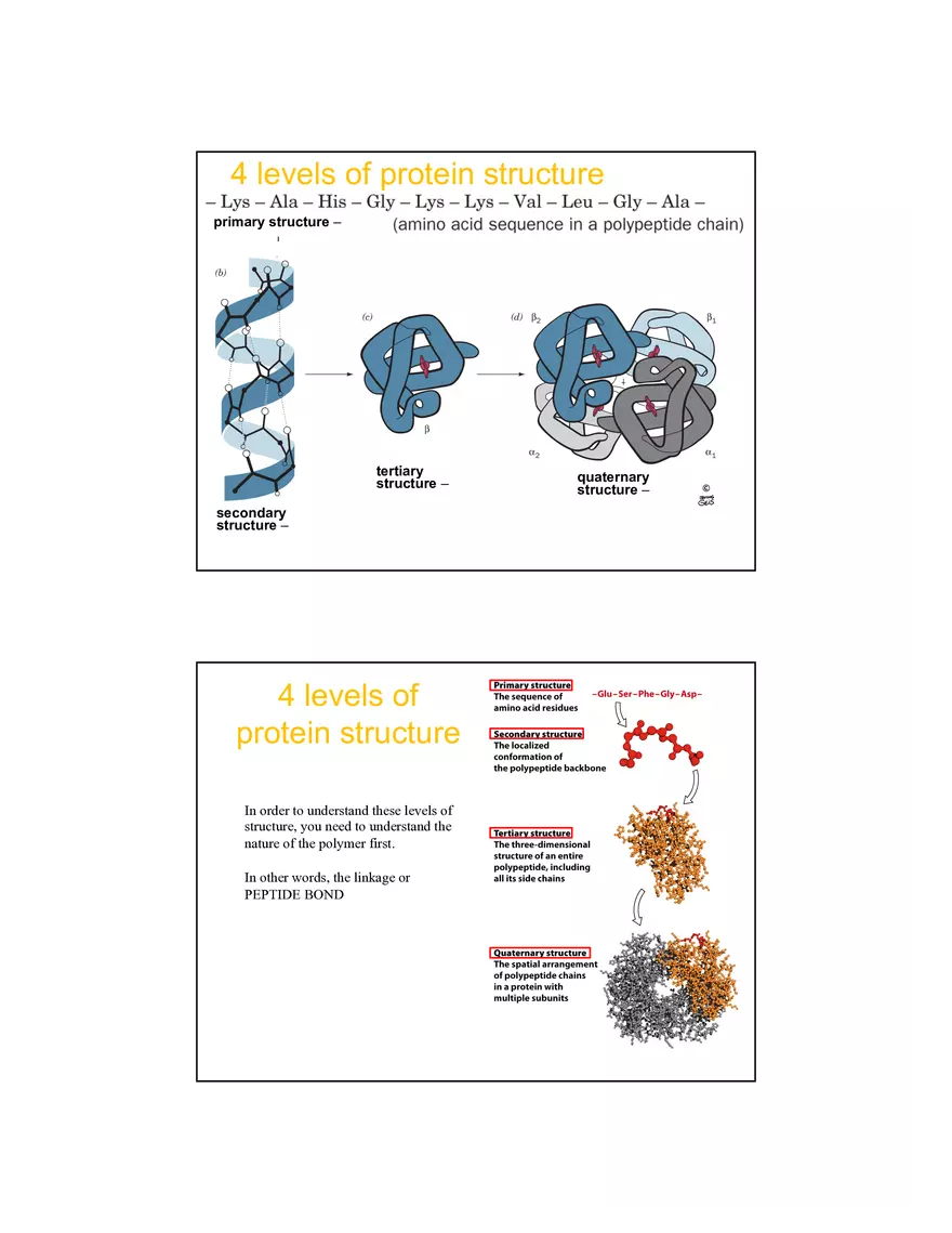 4 Levels of Protein Structure Lecture - Page 2