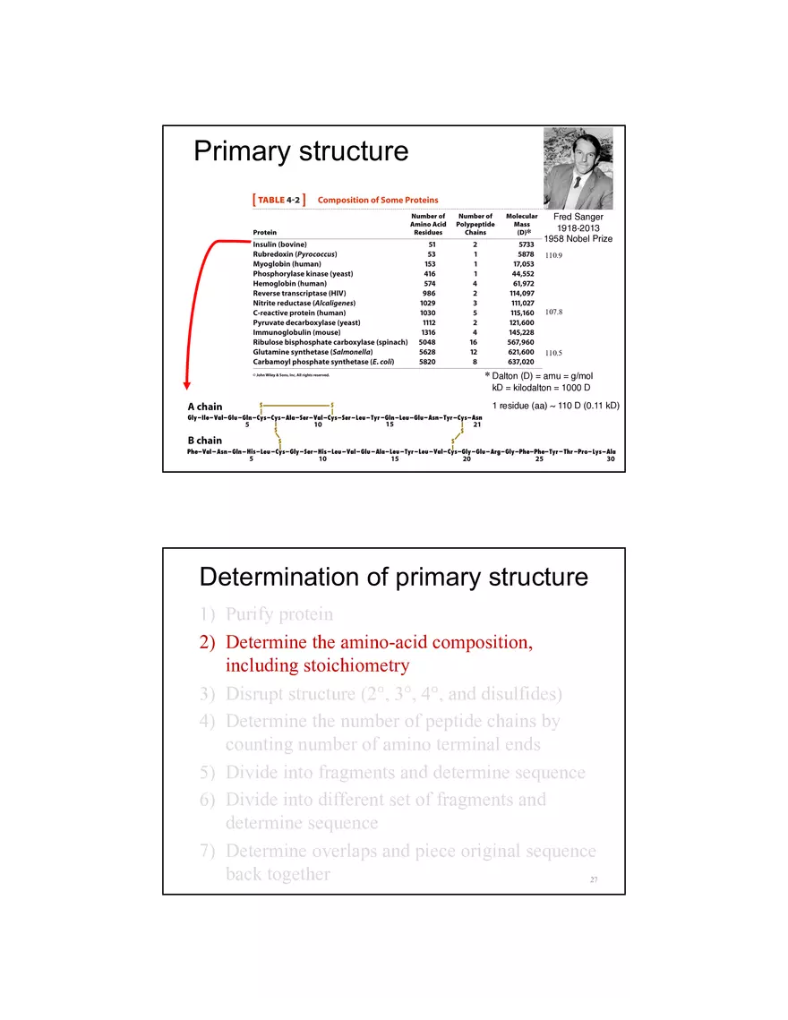 4 Levels of Protein Structure Lecture - Page 3