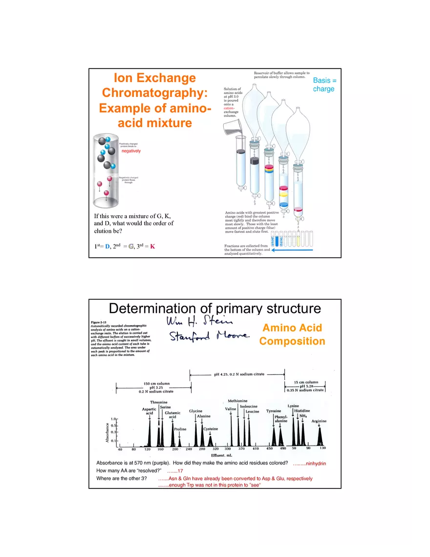 4 Levels of Protein Structure Lecture - Page 4