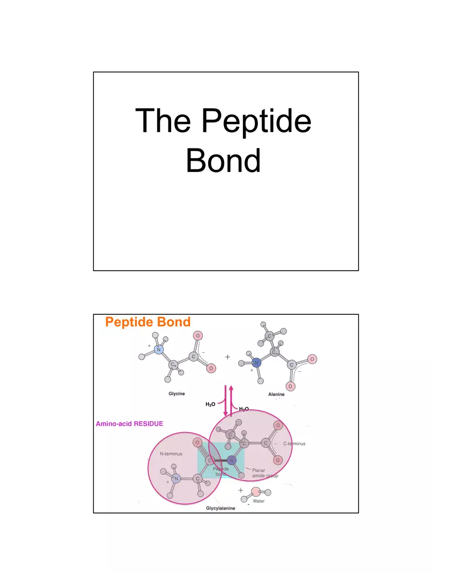 4 Levels of Protein Structure Lecture - Page 6