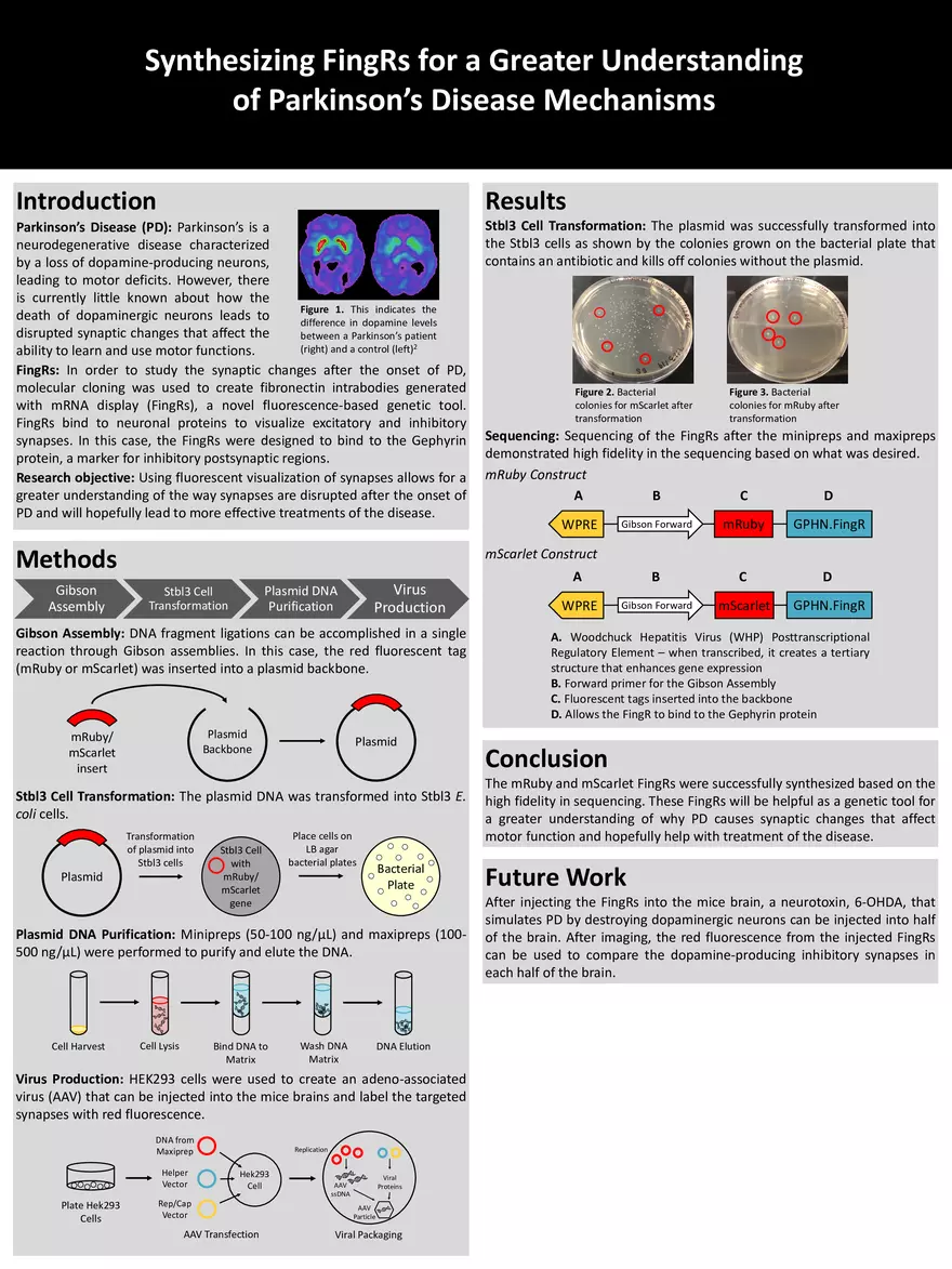 Synthesizing FingRs for a Greater Understanding of Parkinson’s Disease Mechanisms - Page 1