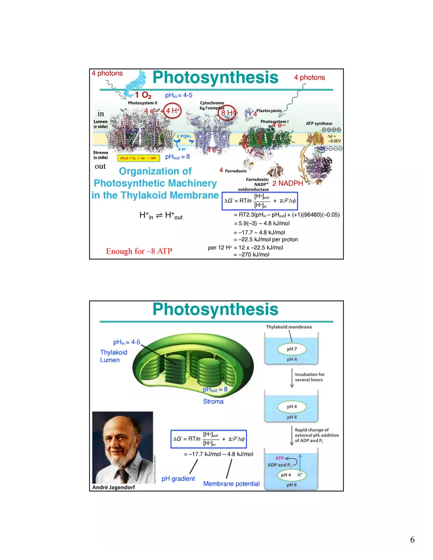 Photosynthesis, Anabolism I Carbohydrates - Page 7