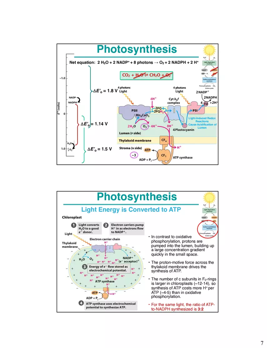 Photosynthesis, Anabolism I Carbohydrates - Page 8
