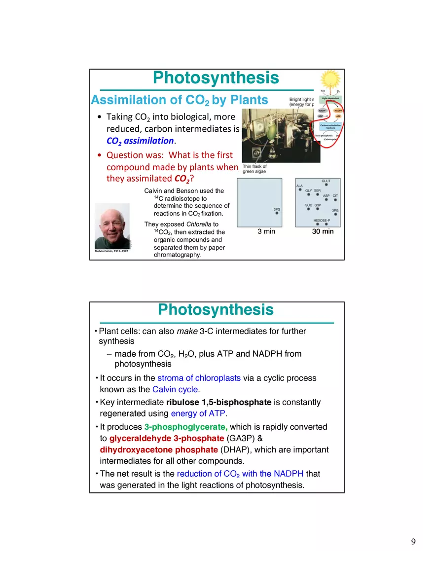 Photosynthesis, Anabolism I Carbohydrates - Page 10