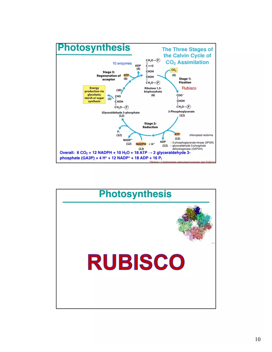 Photosynthesis, Anabolism I Carbohydrates - Page 11