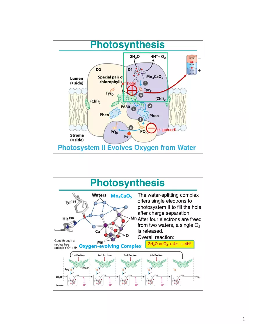Photosynthesis, Anabolism I Carbohydrates - Page 1