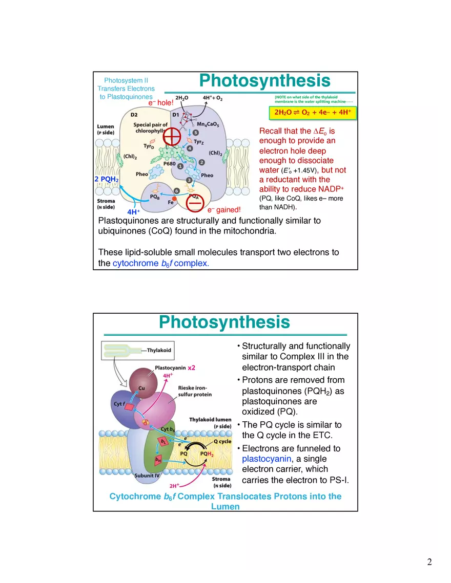 Photosynthesis, Anabolism I Carbohydrates - Page 2