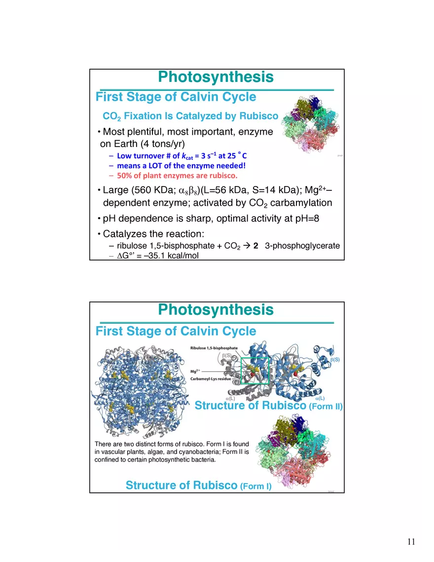 Photosynthesis, Anabolism I Carbohydrates - Page 3