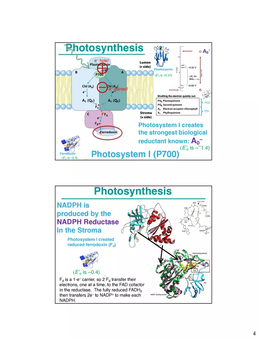 Photosynthesis, Anabolism I Carbohydrates - Page 5