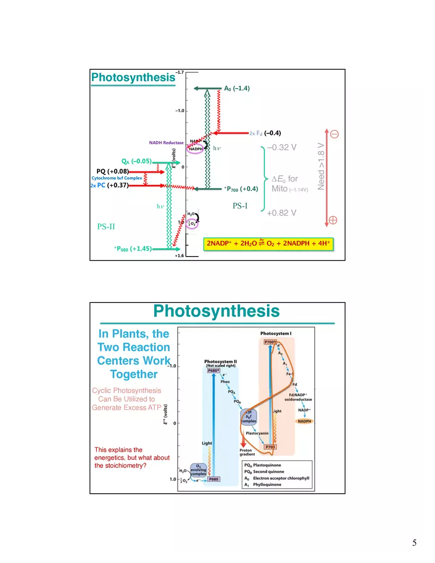 Photosynthesis, Anabolism I Carbohydrates - Page 6