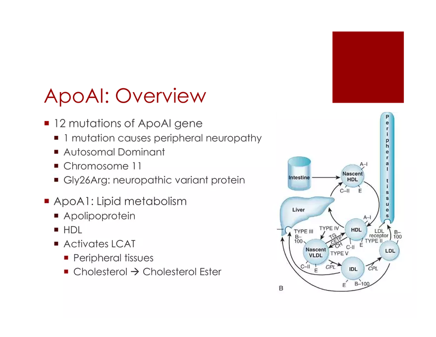 Amyloid Neuropathy Lecture Part 2 - Page 7