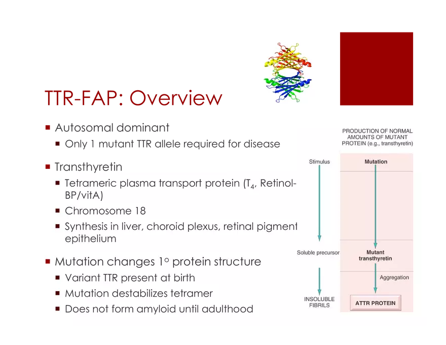 Amyloid Neuropathy Lecture Part 2 - Page 14