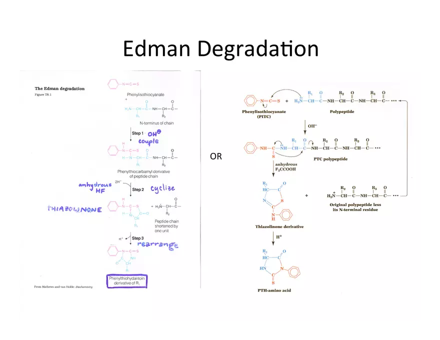 Reagents for Protein Sequence Determination - Page 3