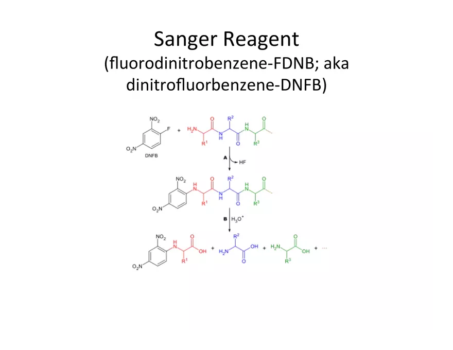 Reagents for Protein Sequence Determination - Page 5