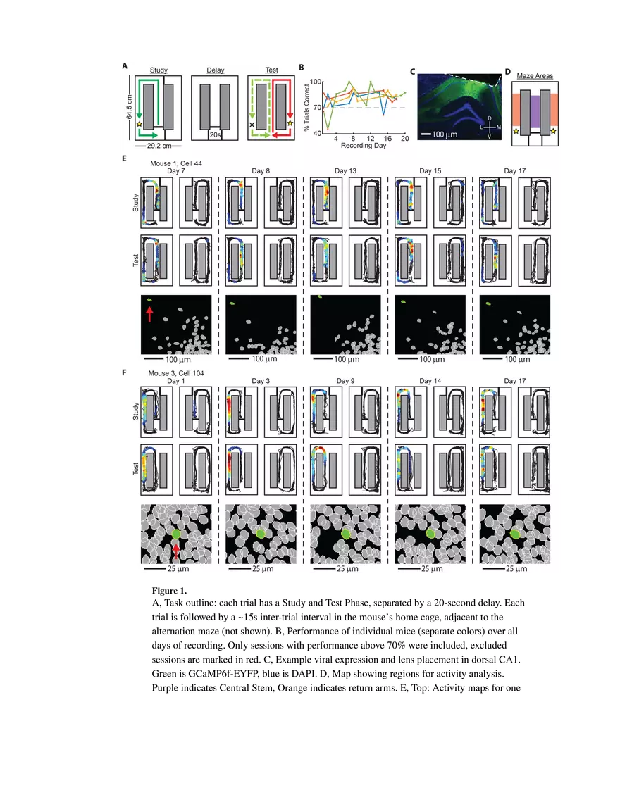 Hippocampal Spatial Memory Representations in Mice are Heterogeneously Stable Significance Statement - Page 2