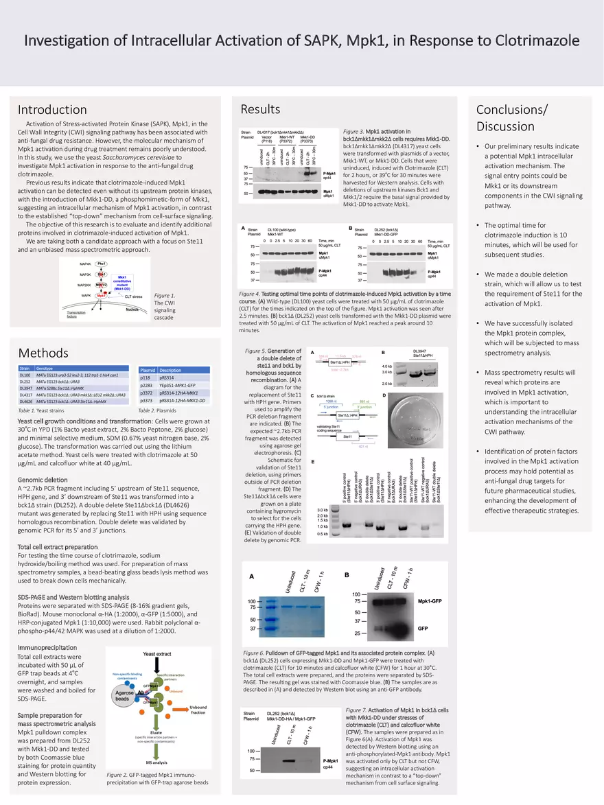 Investigation of Intracellular Activation of SAPK, Mpk1, in Response to Clotrimazole - Page 1