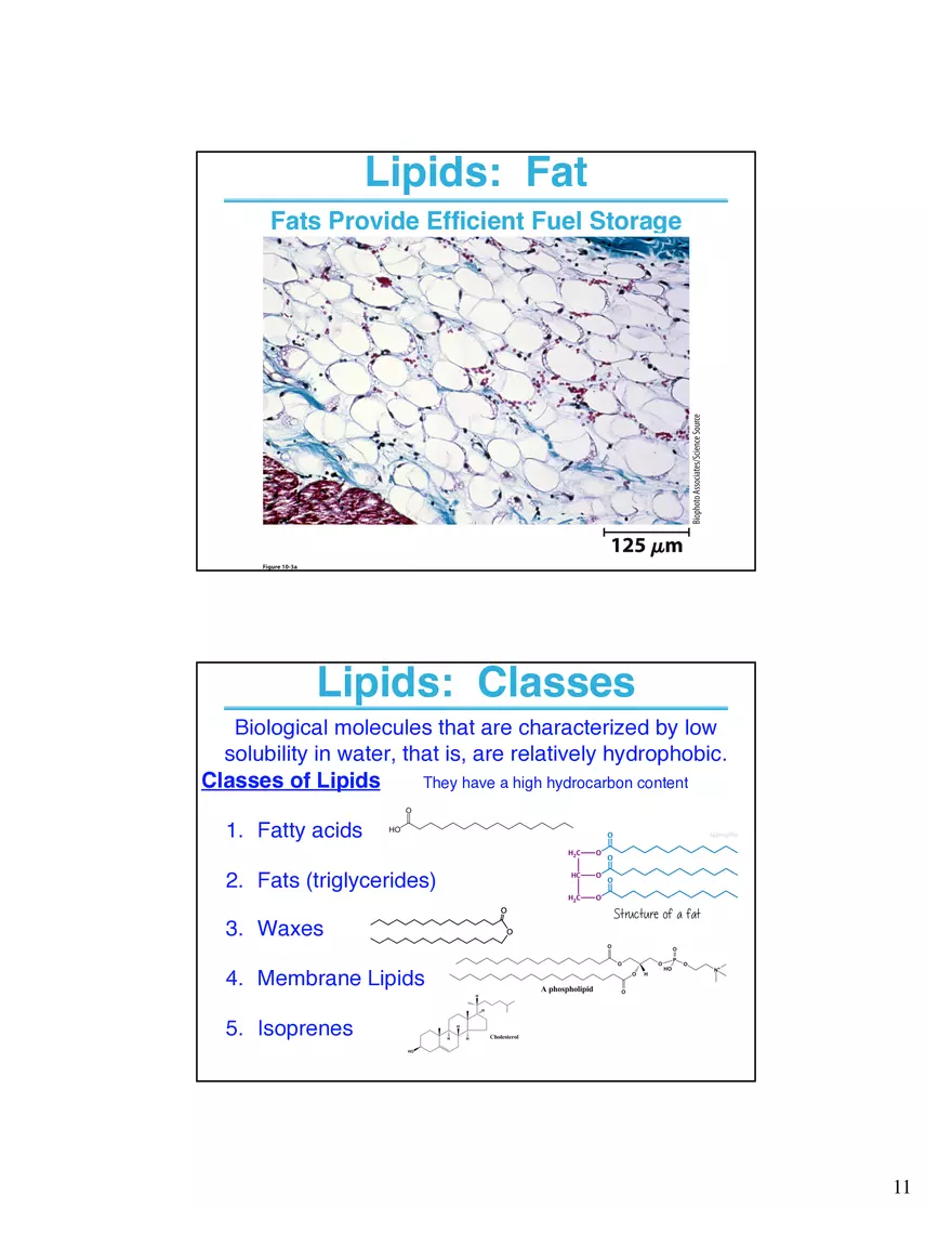 Lipids and Membranes Lecture Note - Page 3