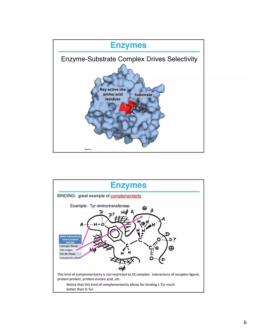 Enzymes - The Most Important Class of Proteins on Earth - Page 7