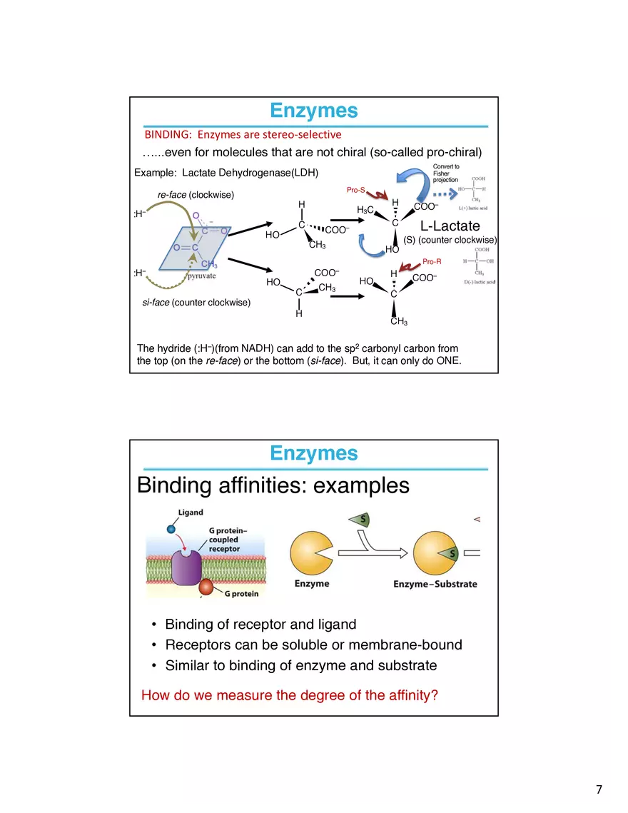 Enzymes - The Most Important Class of Proteins on Earth - Page 8