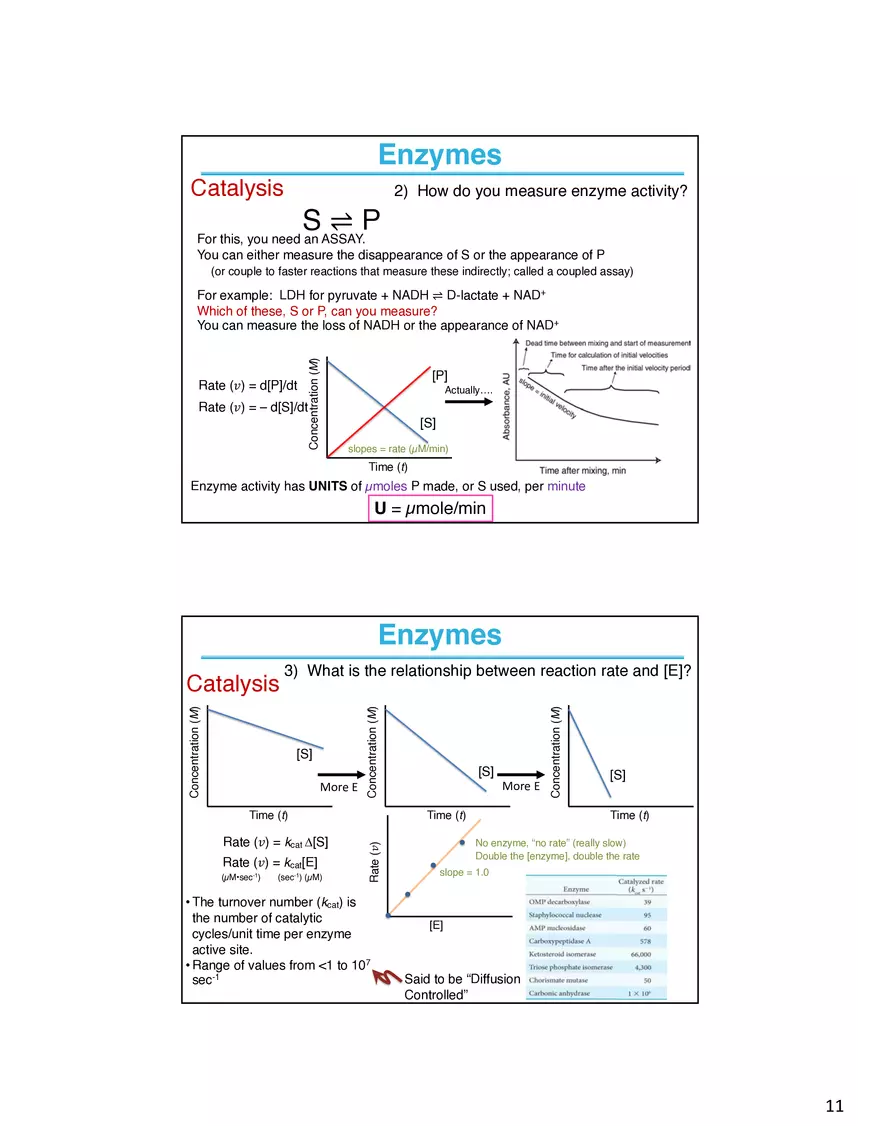 Enzymes - The Most Important Class of Proteins on Earth - Page 3