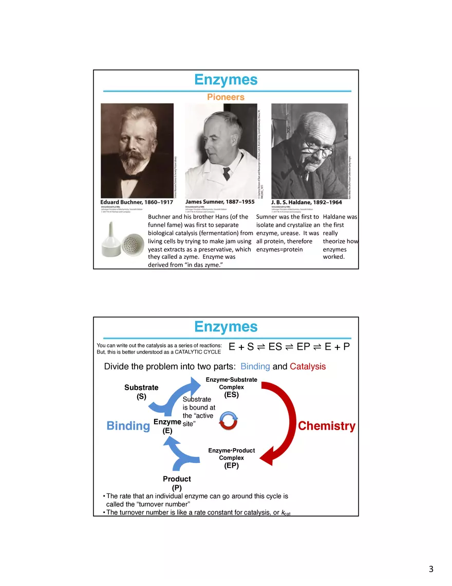 Enzymes - The Most Important Class of Proteins on Earth - Page 4