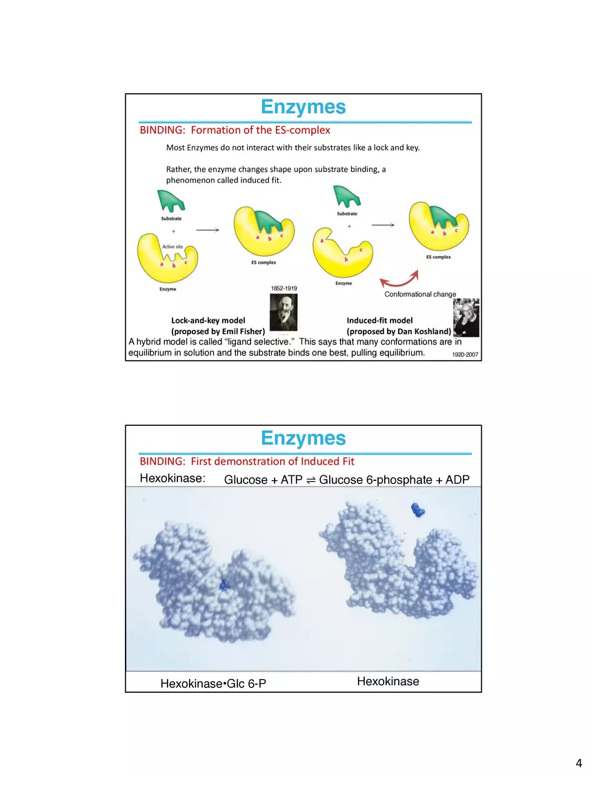 Enzymes - The Most Important Class of Proteins on Earth - Page 5