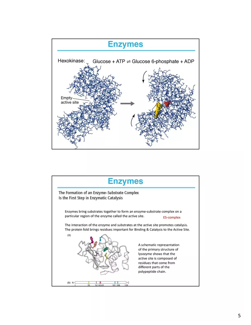 Enzymes - The Most Important Class of Proteins on Earth - Page 6