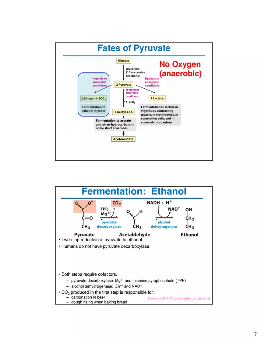 Fermentation Pyruvate Decarboxylase Lecture - Page 7