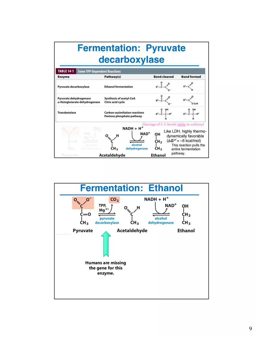 Fermentation Pyruvate Decarboxylase Lecture - Page 9