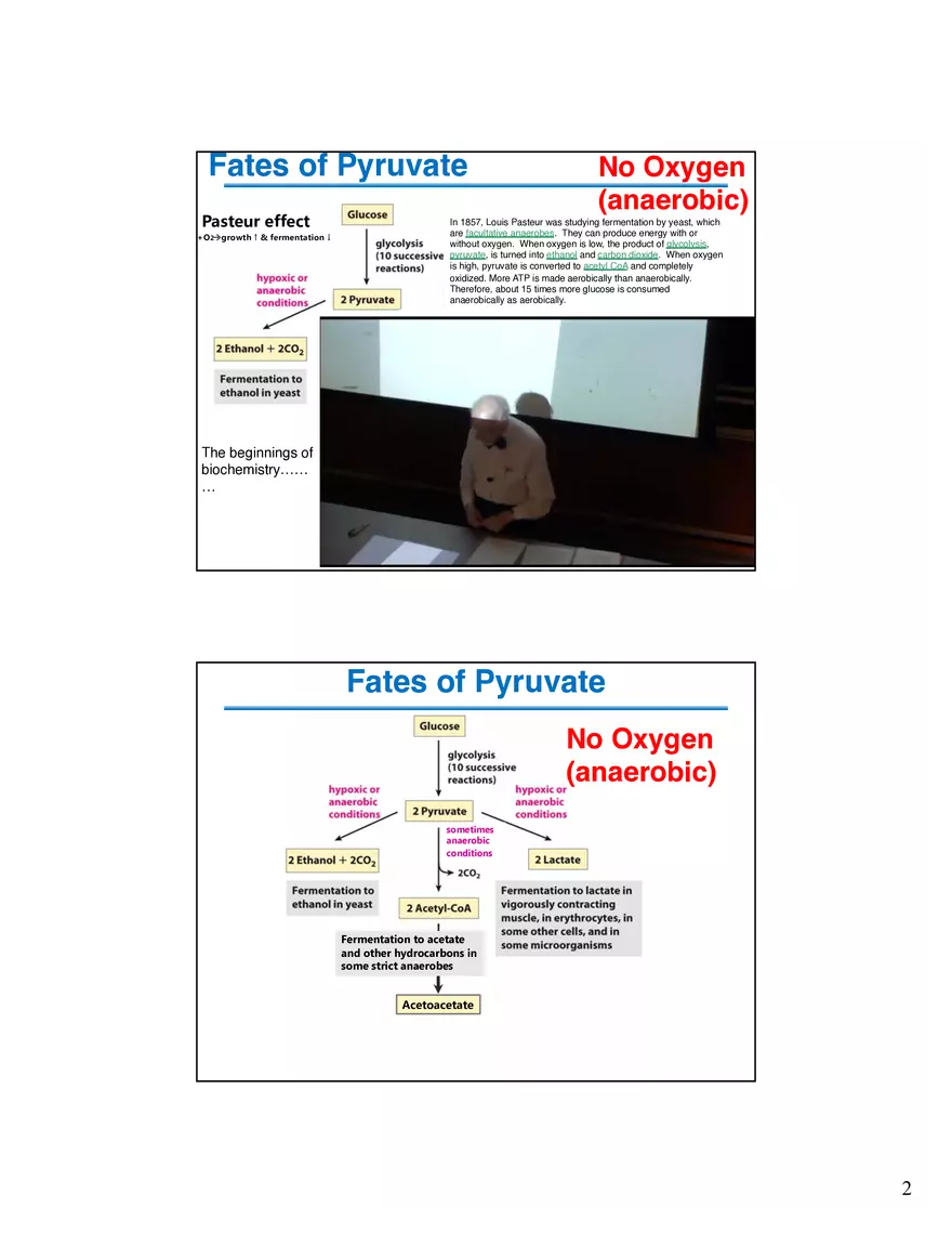 Fermentation Pyruvate Decarboxylase Lecture - Page 2