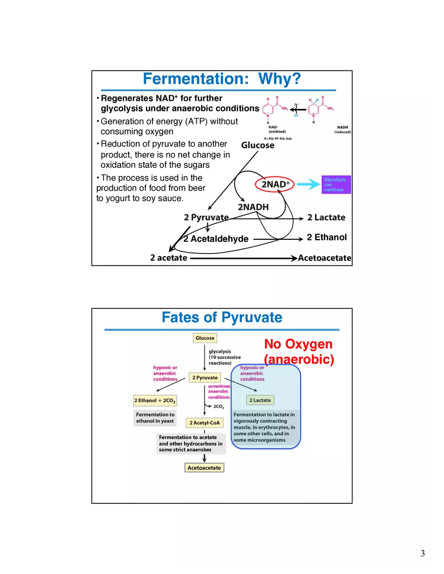 Fermentation Pyruvate Decarboxylase Lecture - Page 3