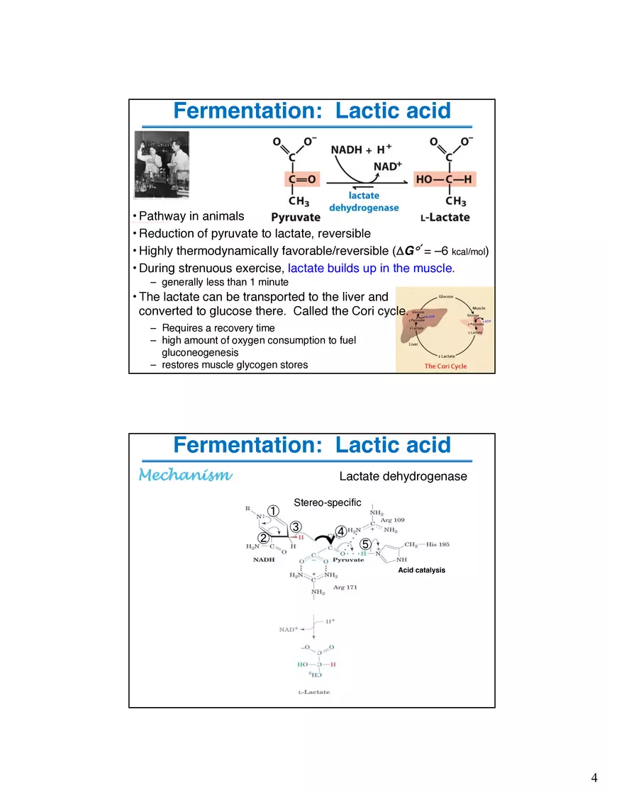 Fermentation Pyruvate Decarboxylase Lecture - Page 4