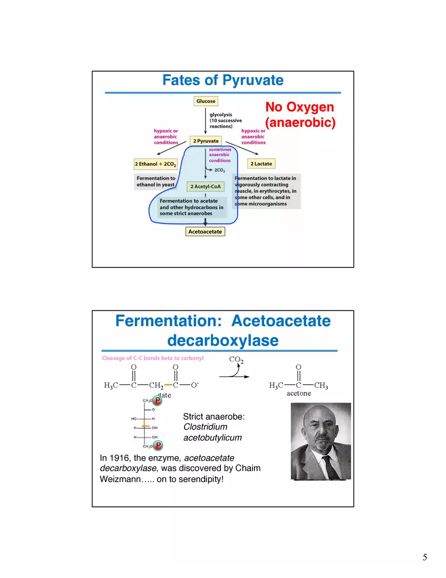 Fermentation Pyruvate Decarboxylase Lecture - Page 5