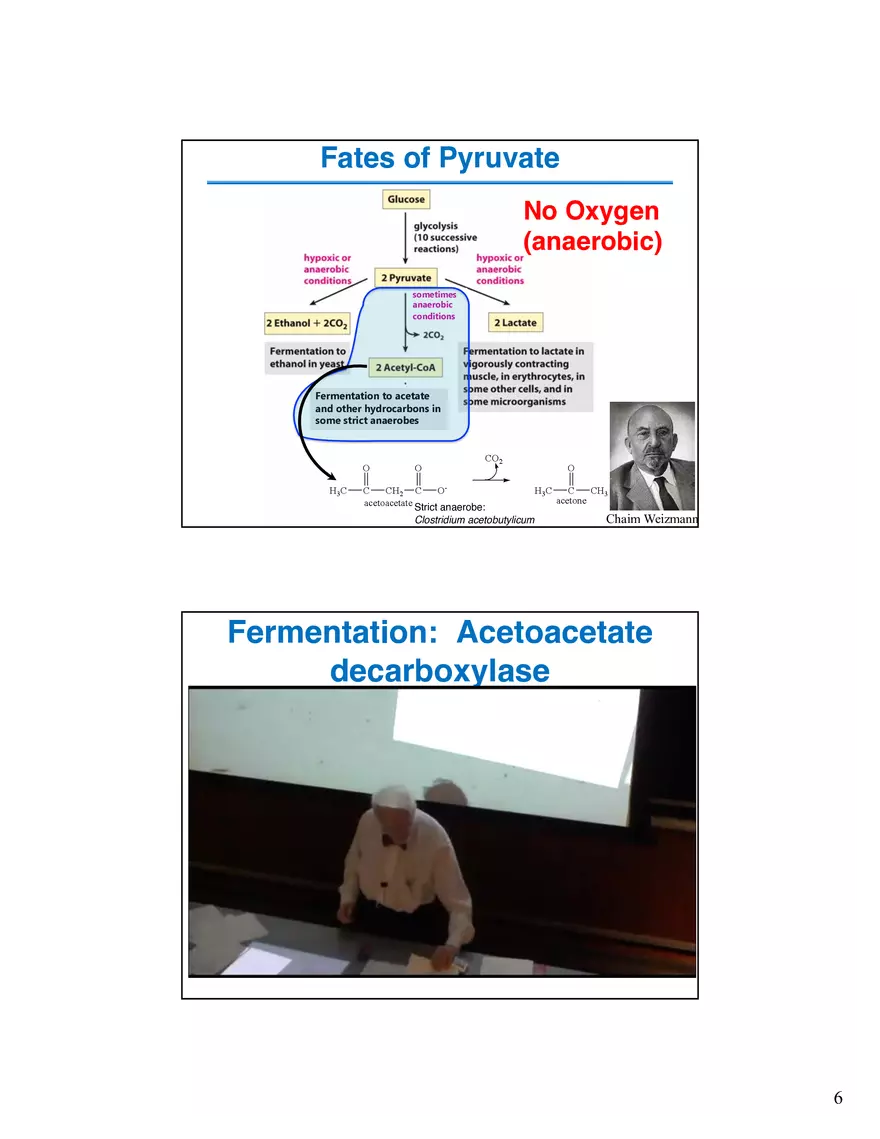 Fermentation Pyruvate Decarboxylase Lecture - Page 6